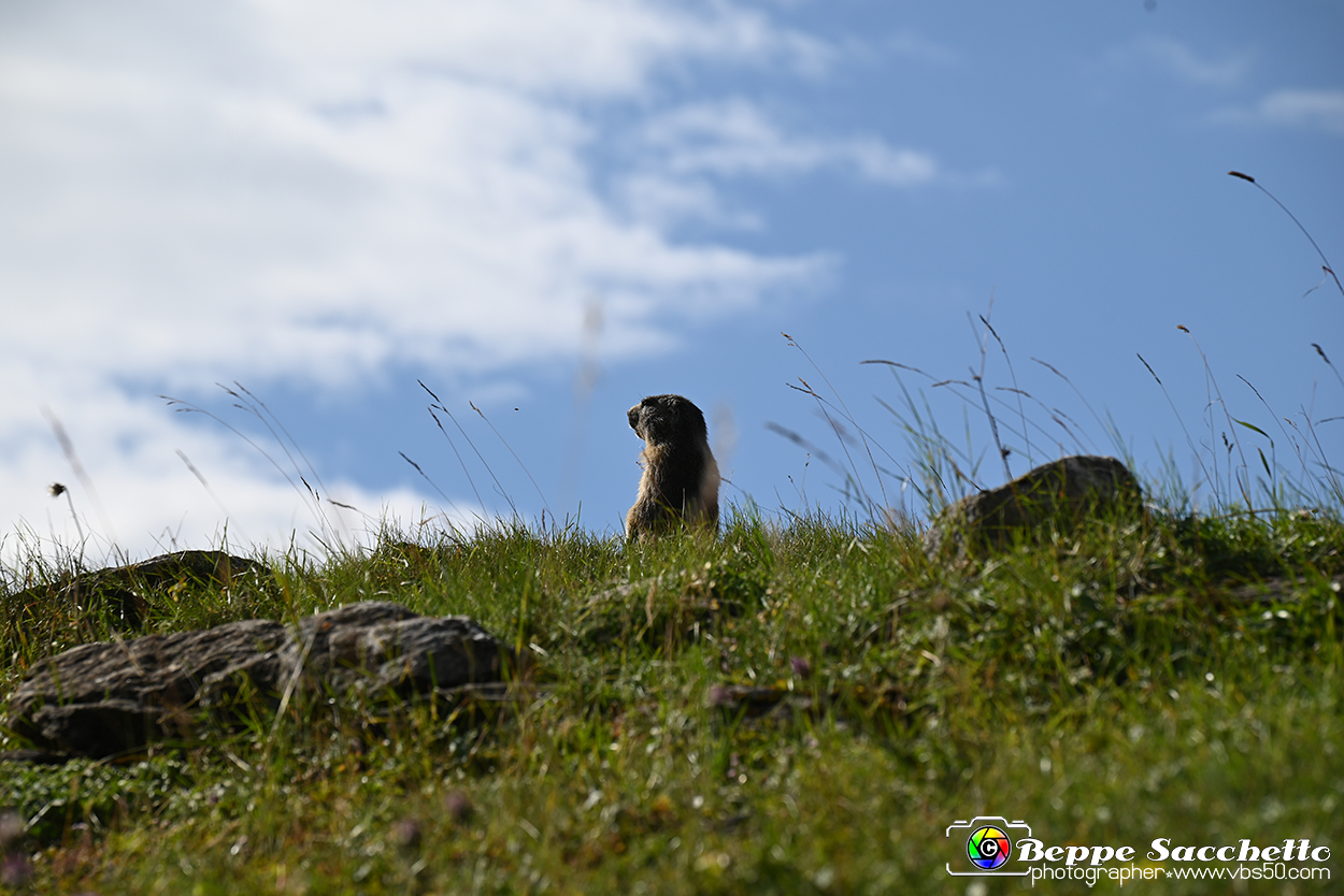 VBS_1 -  Plateau du Mont-Cenise, Grand Croix, Marmotte_-_0106 mt.jpg